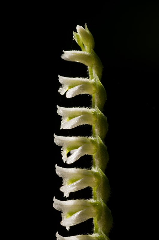 Spiranthes spiralis sulla costa livornese